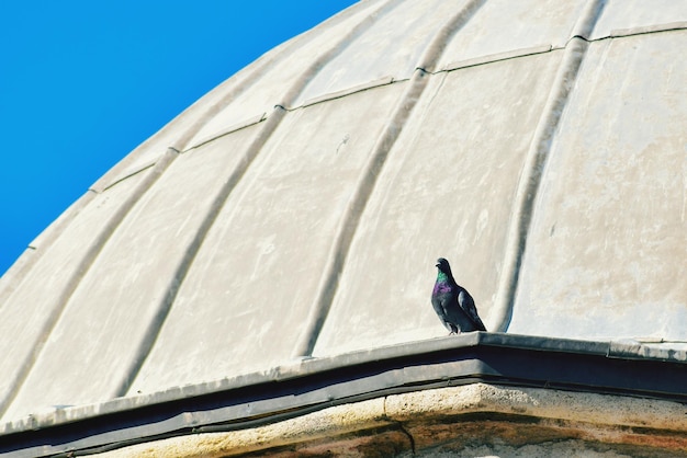 Low angle view of bird perching on roof against sky