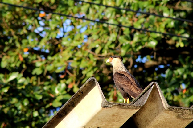 屋根に座っている鳥の低角度の眺め gaviao carcara no telhado