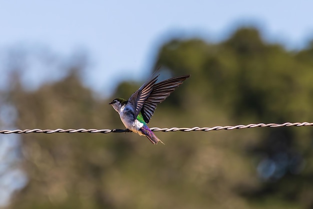 Low angle view of bird perching on rope