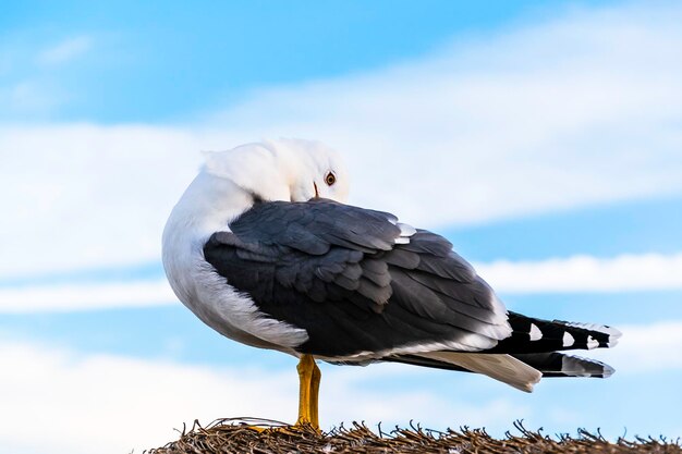 Low angle view of bird perching on the sky