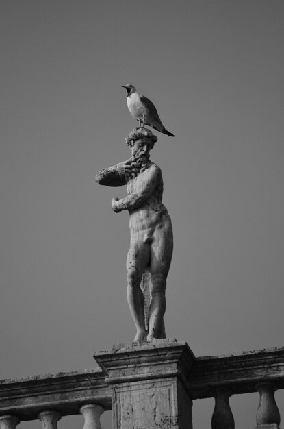 Photo low angle view of bird perching on statue