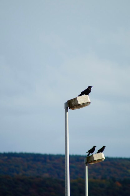 Low angle view of bird perching on street lantern against sky