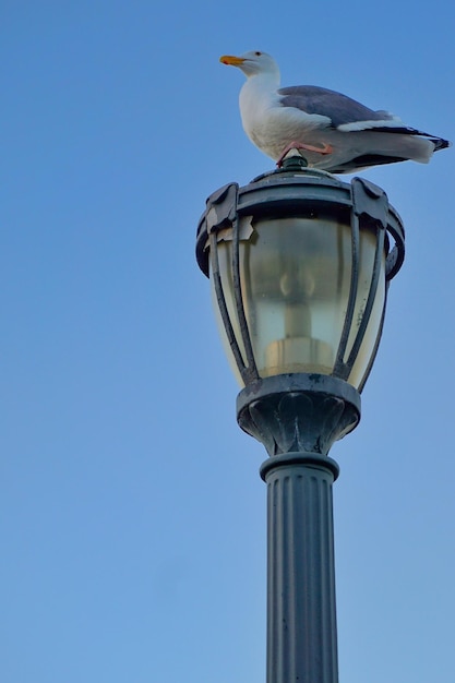 Low angle view of bird perching on street light