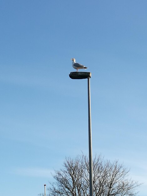 Low angle view of bird perching on street light