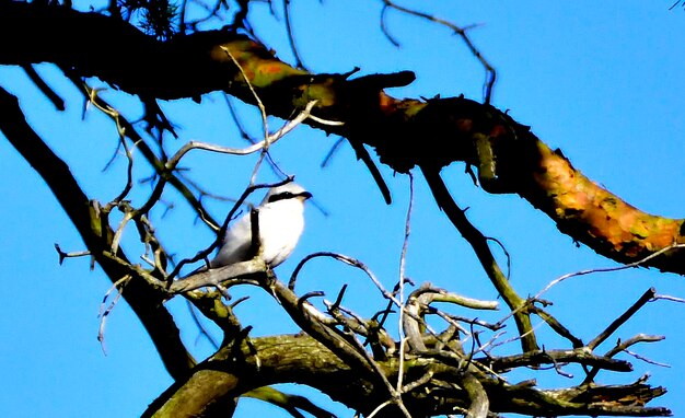 Low angle view of bird perching on tree against blue sky