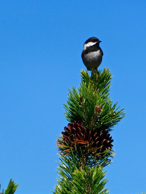 Low angle view of bird perching on tree against clear blue sky