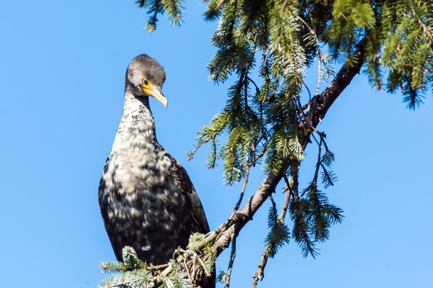 Foto vista a basso angolo di un uccello appoggiato su un albero contro un cielo blu limpido