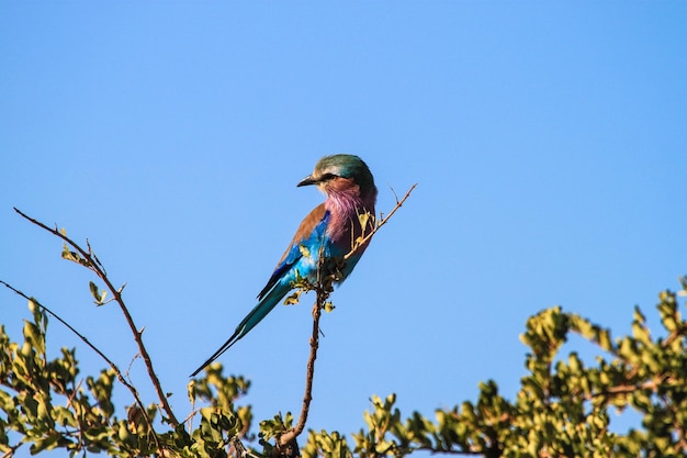 Foto vista ad angolo basso di un uccello appoggiato su un albero contro un cielo blu limpido
