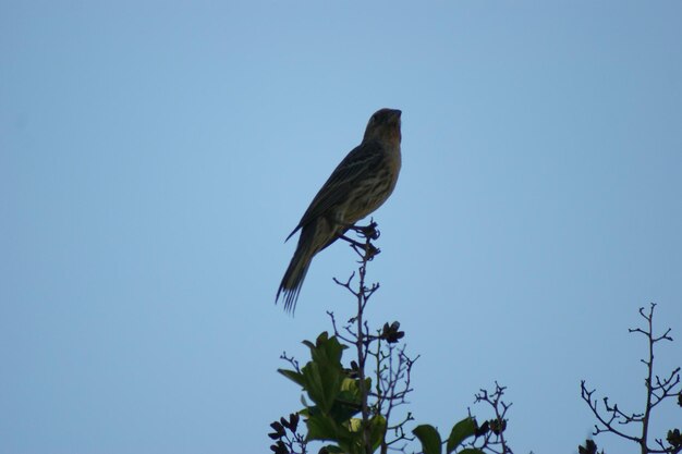 Low angle view of bird perching on tree against clear blue sky