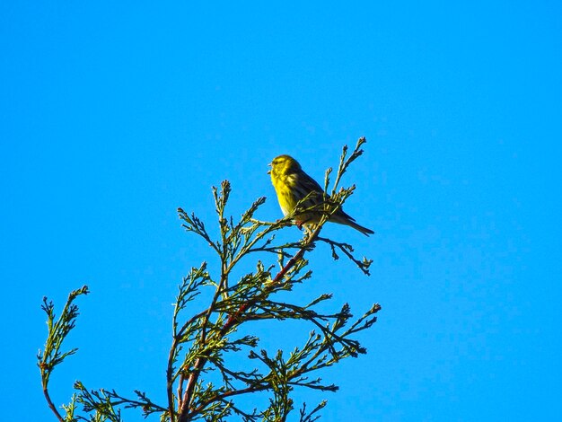 Low angle view of bird perching on tree against clear blue sky