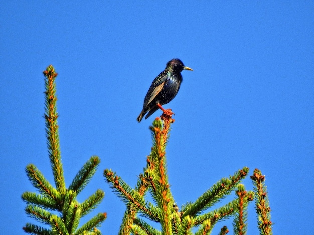 Photo low angle view of bird perching on tree against clear blue sky