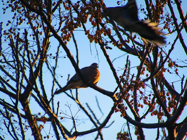 Photo low angle view of bird perching on tree against clear sky