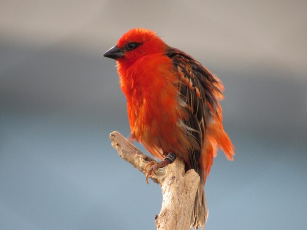 Photo low angle view of bird perching on tree against sky