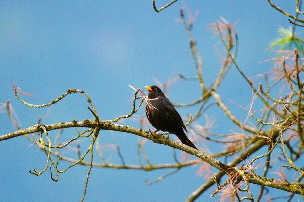 Low angle view of bird perching on tree against sky