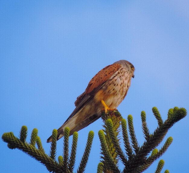 Low angle view of bird perching on tree against sky