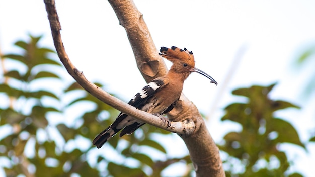 Low angle view of bird perching on tree against sky