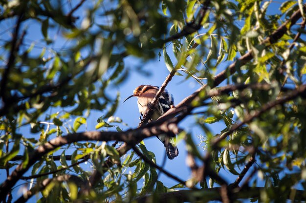 Low angle view of bird perching on tree against sky