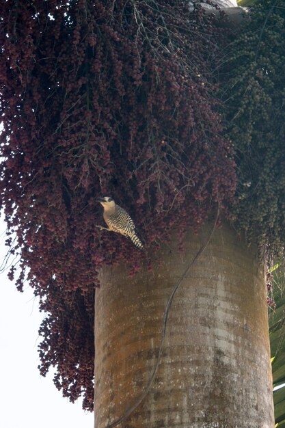 Low angle view of bird perching on tree against sky