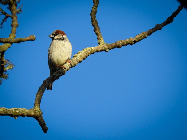 Low angle view of bird perching on tree against sky