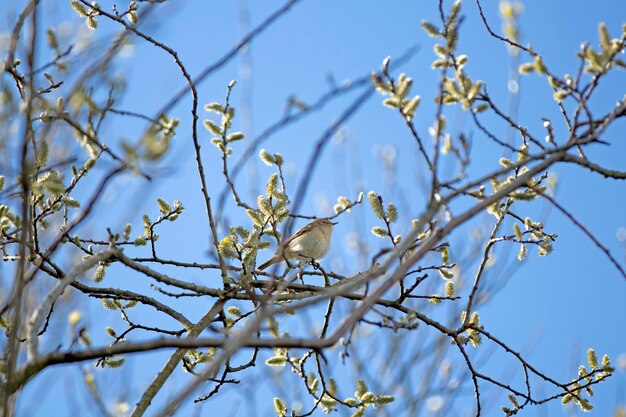 Низкоугольный вид птицы, сидящей на дереве на фоне неба