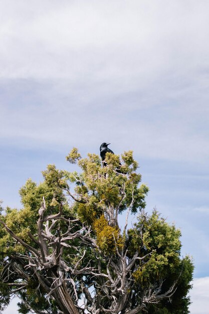 Low angle view of bird perching on tree against sky