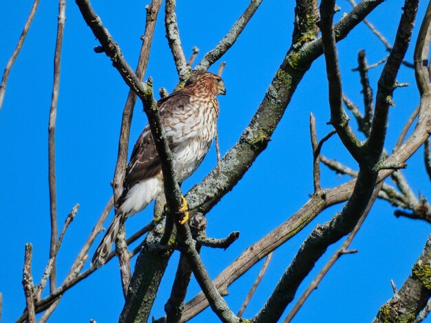 Low angle view of bird perching on tree against sky