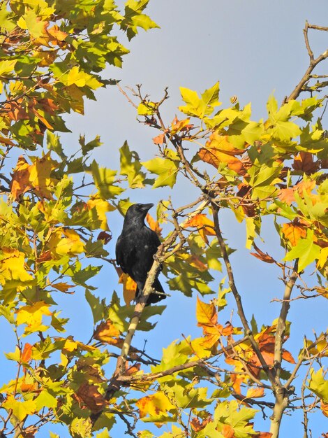 Low angle view of bird perching on tree against sky