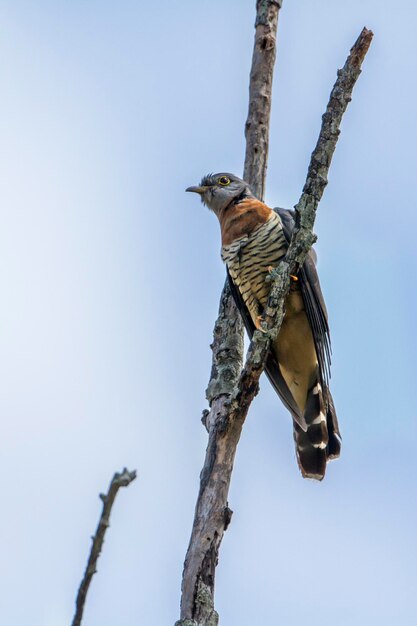 Foto vista ad angolo basso di un uccello appoggiato su un albero contro il cielo