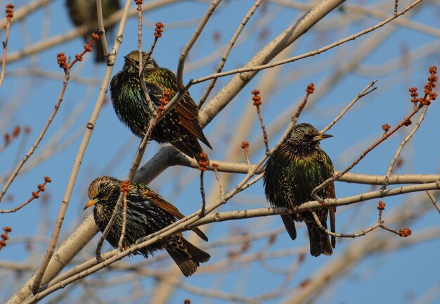 空の向こうの木の上に座っている鳥の低角度の景色