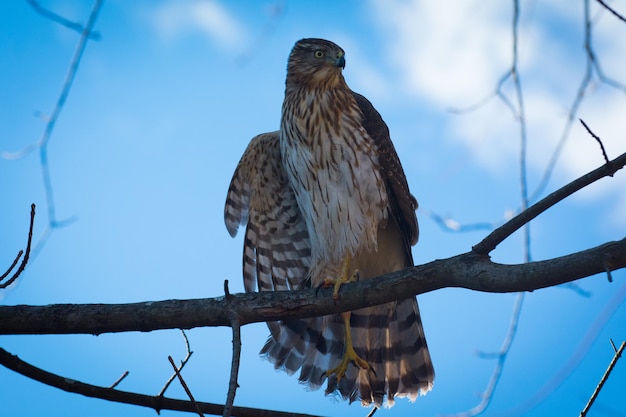 空に照らして木に座っている鳥の低角度の眺め