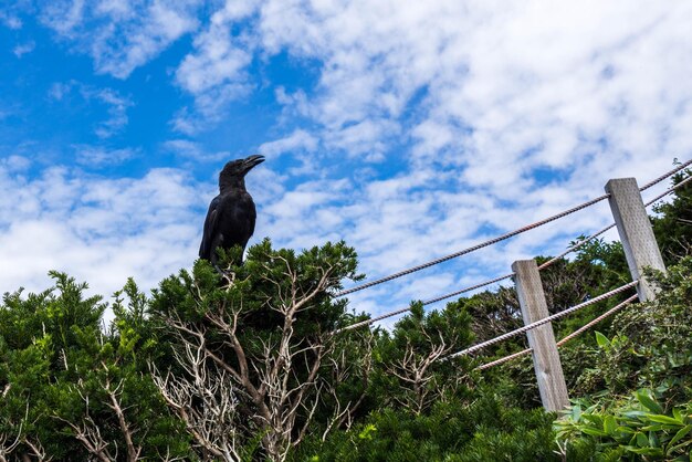 Low angle view of bird perching on tree against sky