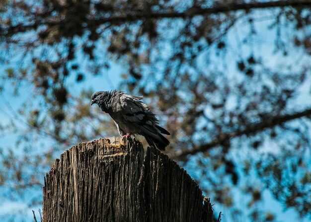 Low angle view of bird perching on tree against sky