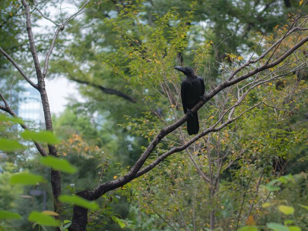 숲 에 있는 나무 에 앉아 있는 새 의 낮은 각도 의 모습