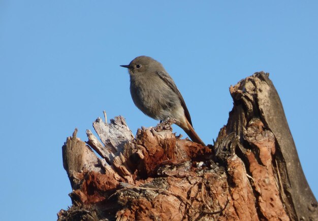 Low angle view of bird perching on tree trunk against clear blue sky