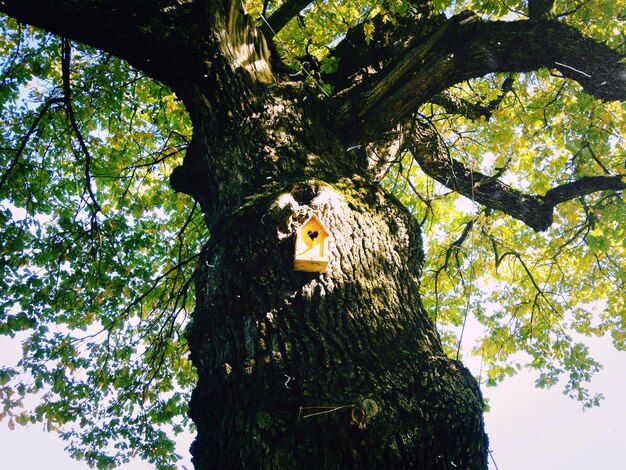 Low angle view of bird perching on tree