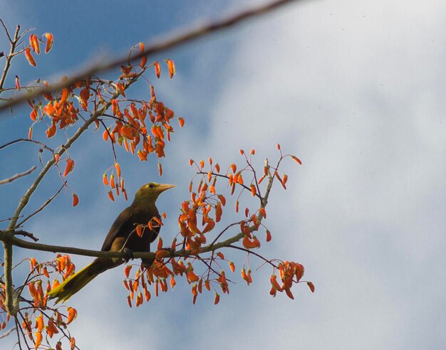 Photo low angle view of bird perching on a tree