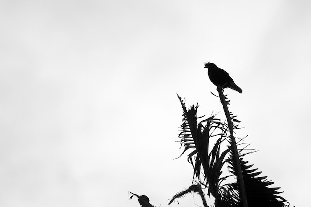 Photo low angle view of bird perching on a tree