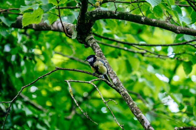 木に座っている鳥の低角度の眺め