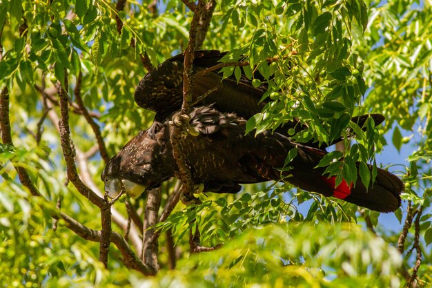 Low angle view of bird perching on tree