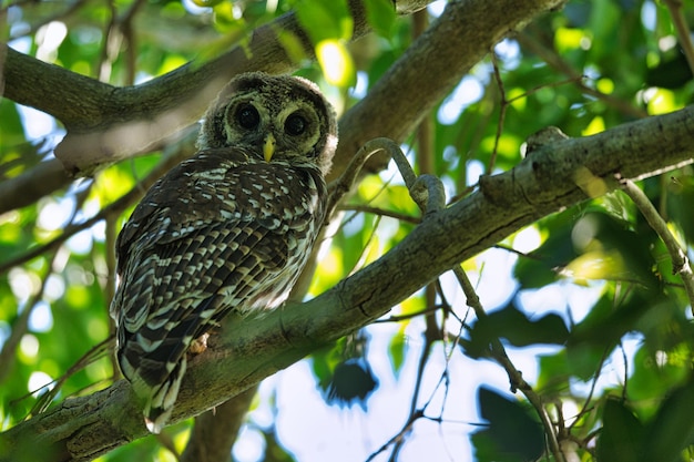 木に座っている鳥の低角度の眺め
