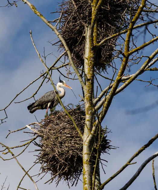 Low angle view of bird perching on tree