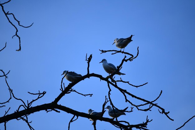 Low angle view of bird perching on tree