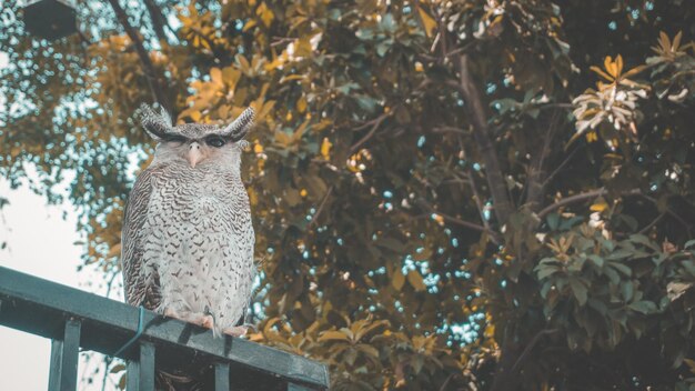 Photo low angle view of bird perching on tree