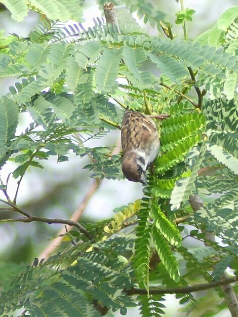 Low angle view of bird perching on tree