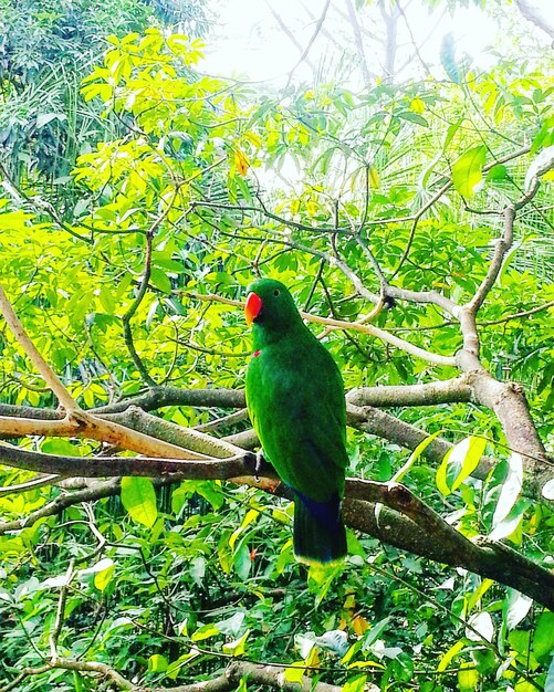 Low angle view of bird perching on tree