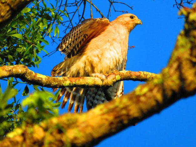 Foto vista ad angolo basso di un uccello appoggiato su un albero