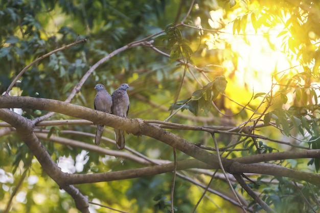 Low angle view of bird perching on tree