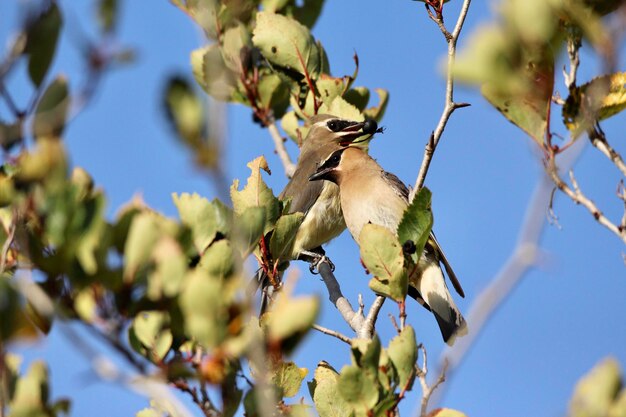 Low angle view of bird perching on tree