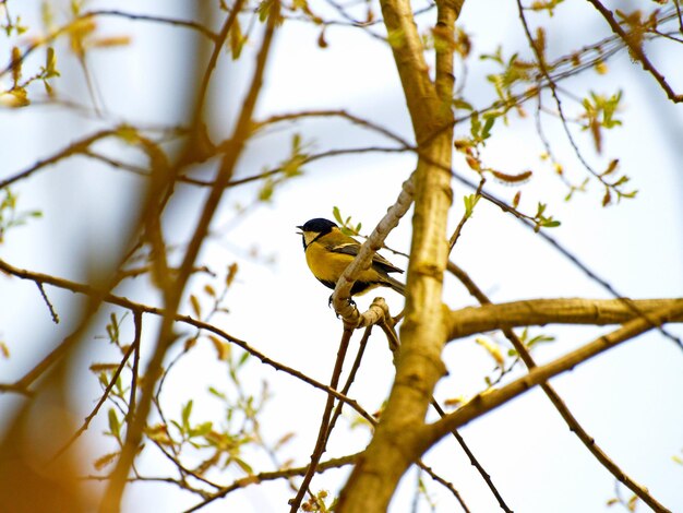 Photo low angle view of bird perching on tree