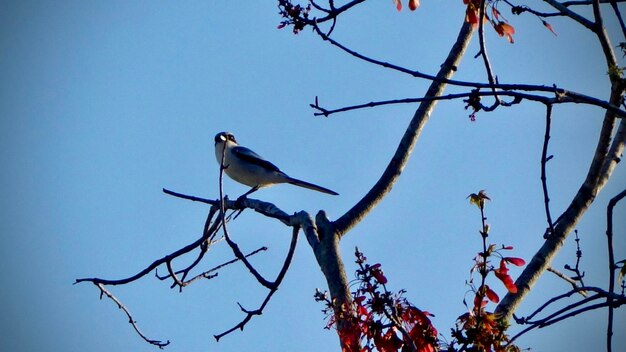 Low angle view of bird perching on tree